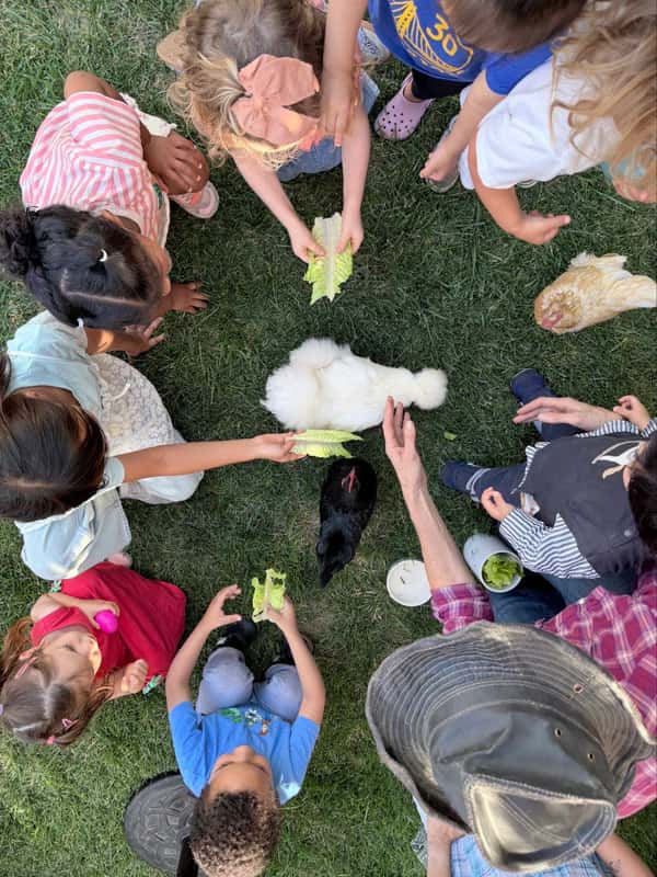 Children gathered in a circle on the grass, feeding lettuce to the school's chickens