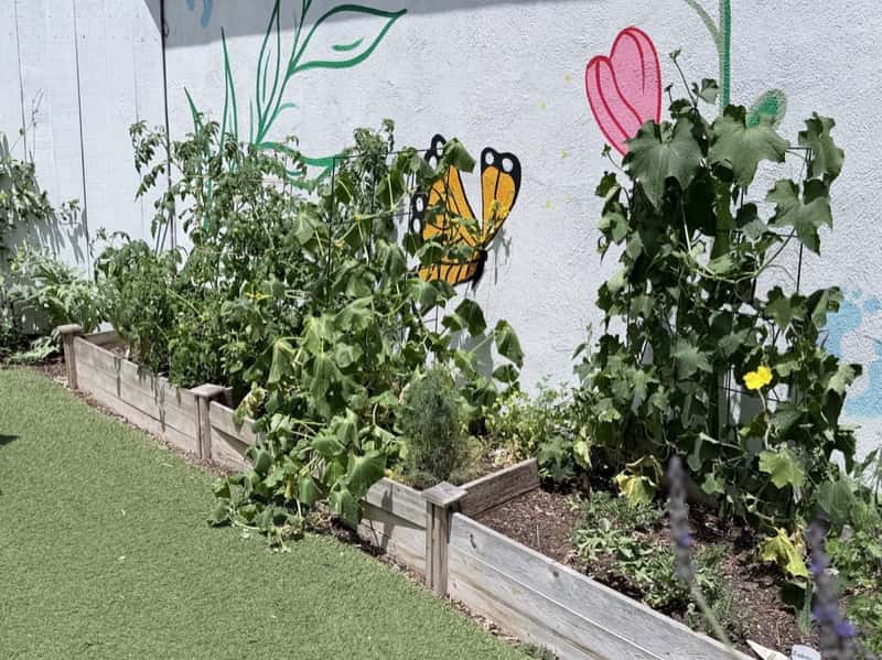 Raised vegetable garden beds with tomato vines and trellises beneath a painted butterfly mural