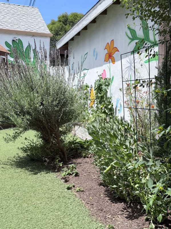 Garden border with lavender and a trellis along the painted mural wall